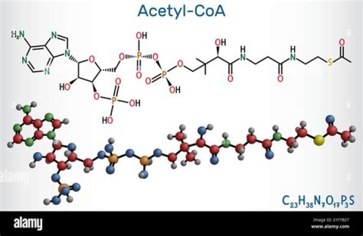 Acetyl CoA