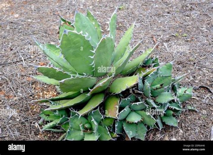 agave