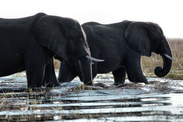 Are Elephants Black