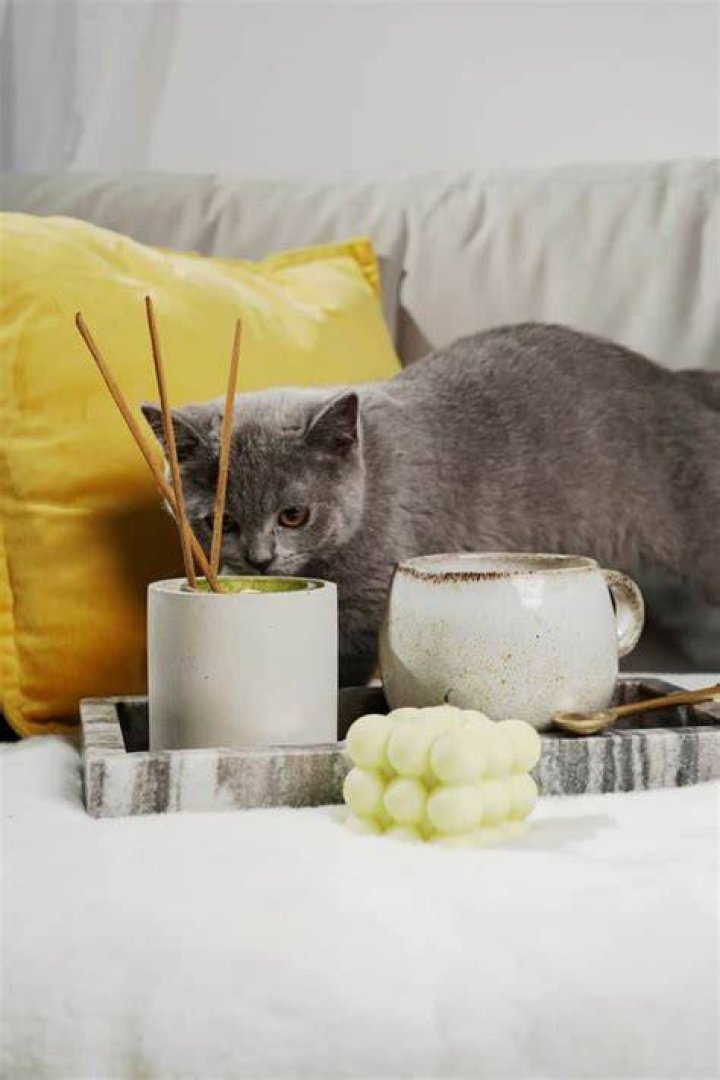 Are Incense Bad For Cats