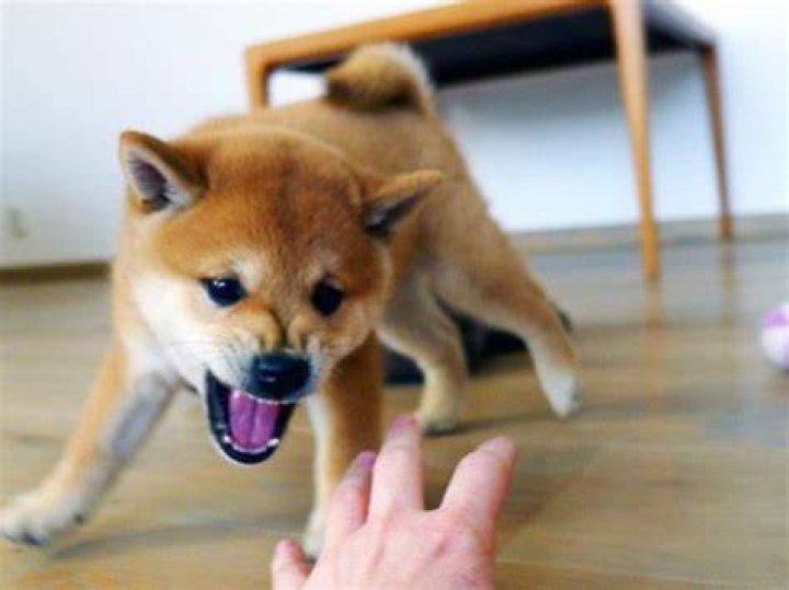 Are Shiba Inus Aggressive