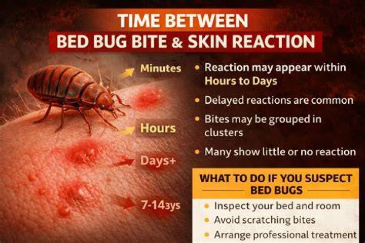 bed bug 23_1484787791546.jpg
