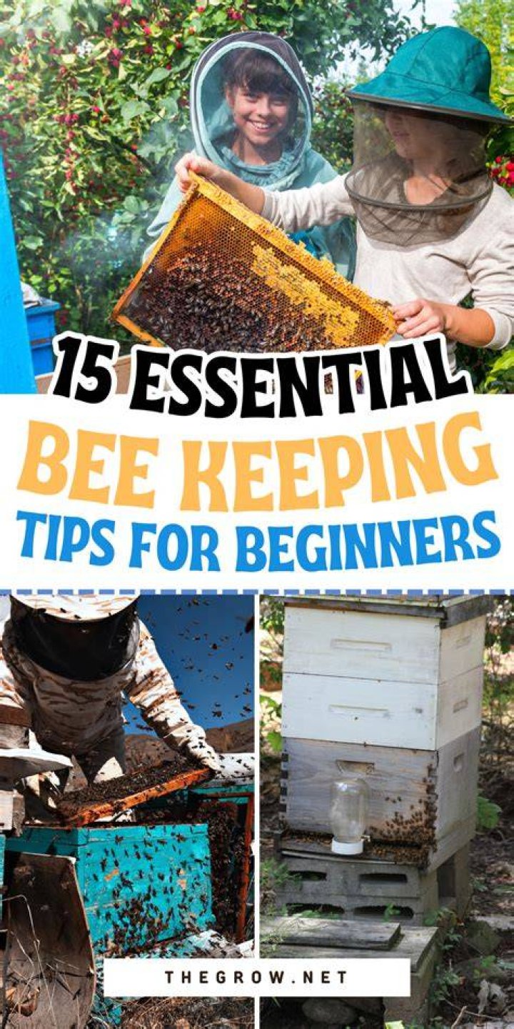 beekeeping tips beekeeping tips
