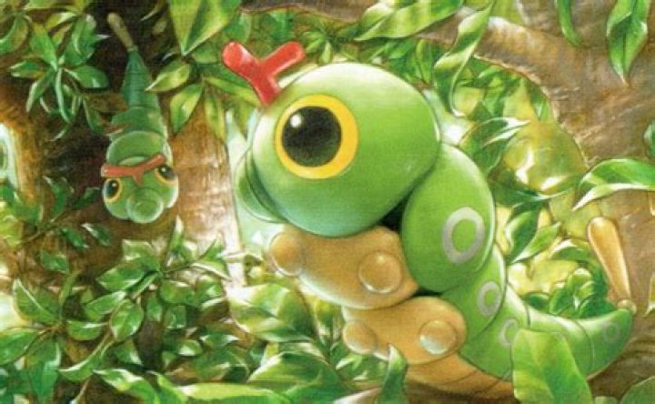 Caterpie
