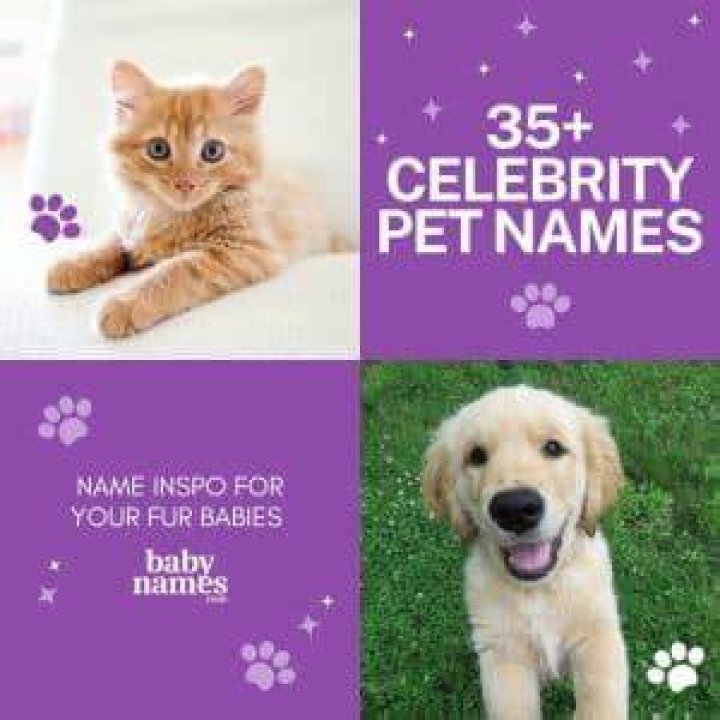 Celebrity Cat Names | Nameberry