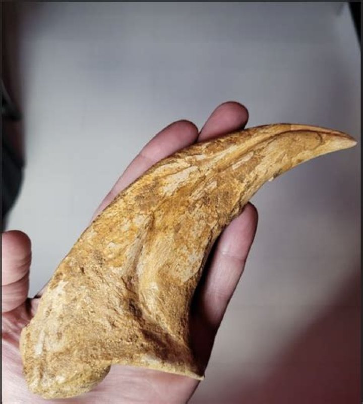 Claw Fossil