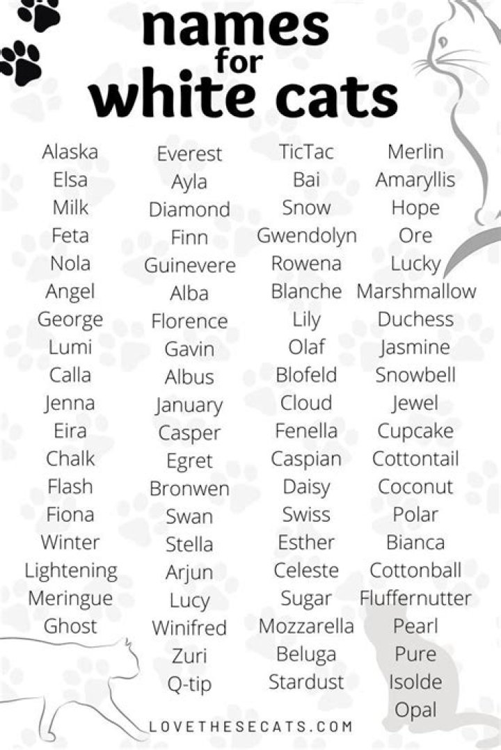 Cute Cat Names For White Cats