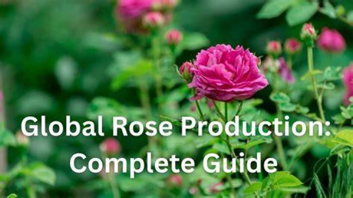 Deedee Rose Pictures: A Complete Guide To Captivating Visuals
