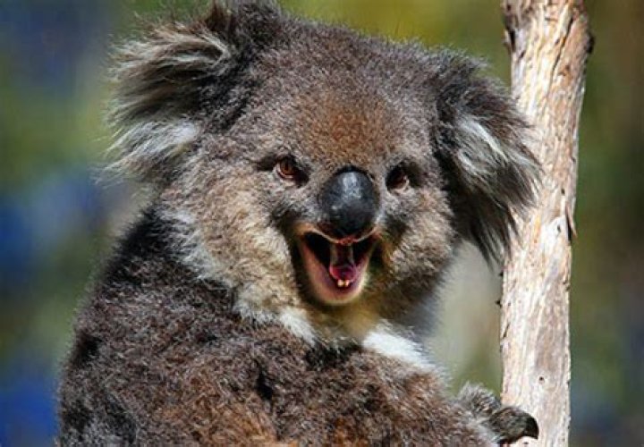 Do Koalas bite?
