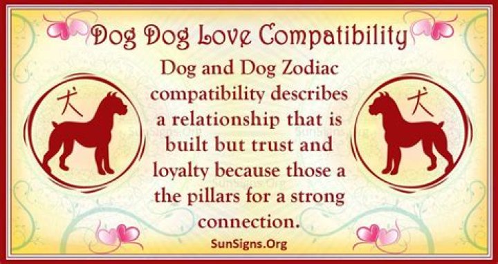 Dog And Dog Compatibility: Fulfilling Connection