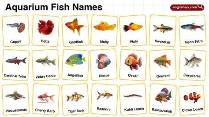Fish Names | Nameberry