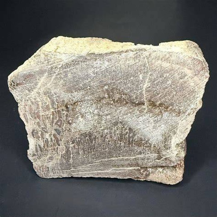 Fossilized Dino
