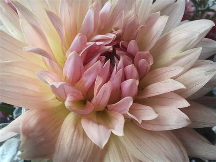 galaxy a32 macro pink flower