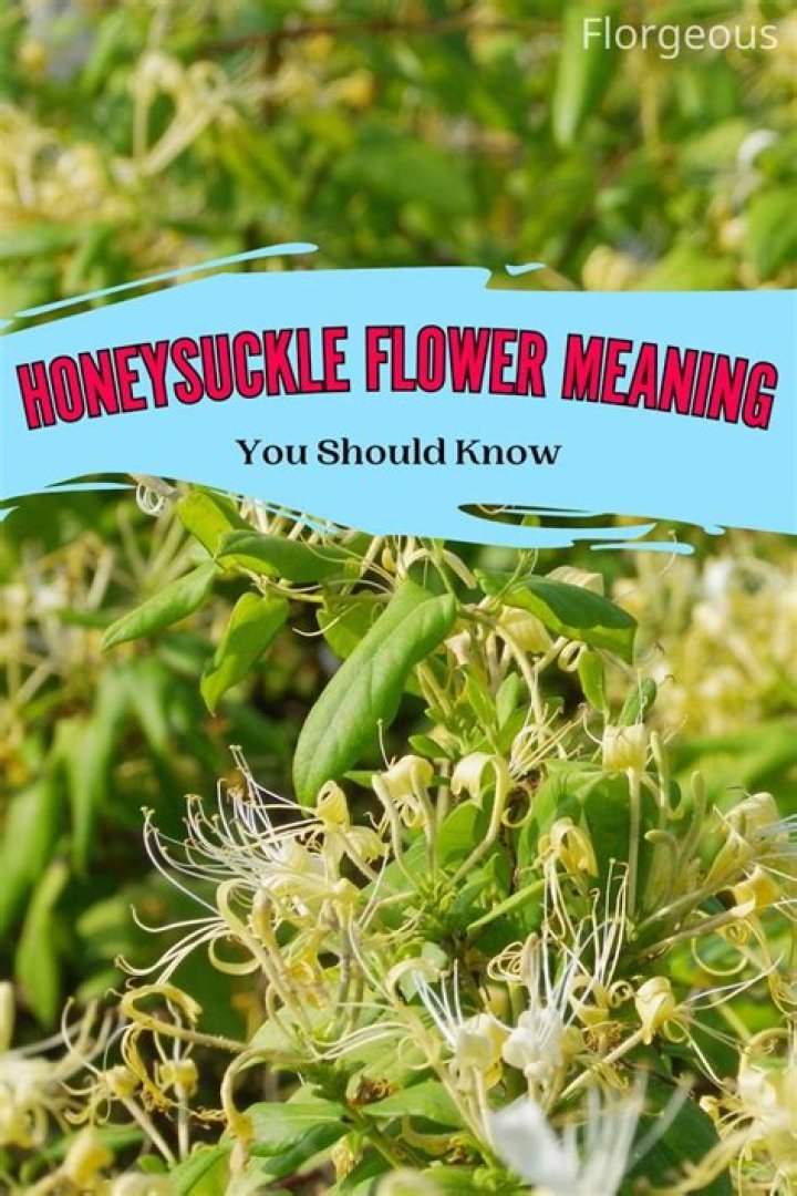 honeysuckle flower symbolism