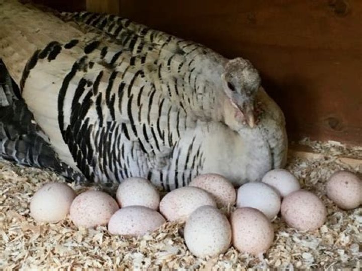 How Big Are Turkey Eggs