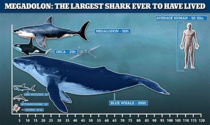 How Big Can A Megalodon Get