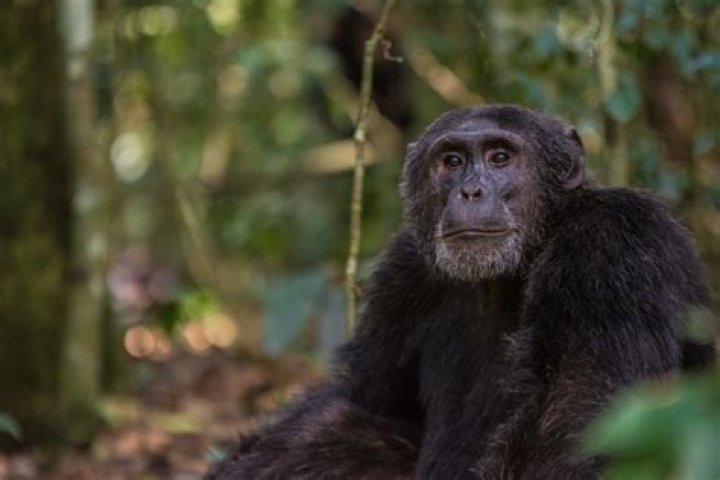 How Much Does A Chimpanzee Cost