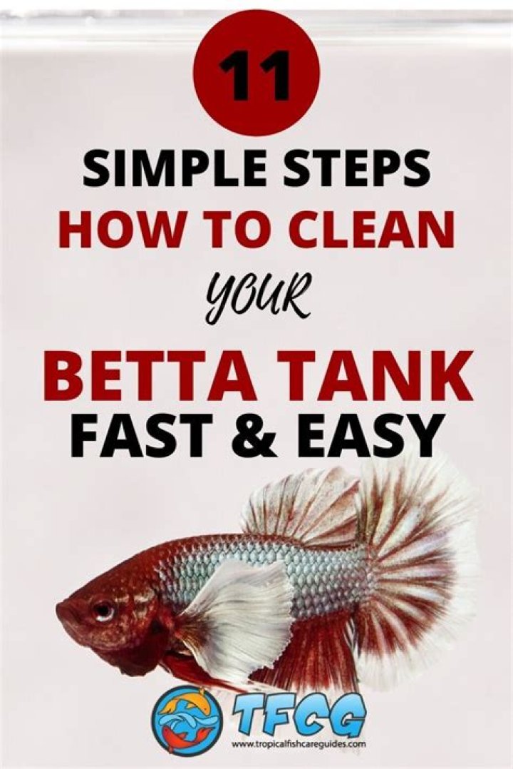 How Often Do You Clean A Betta Fish Tank