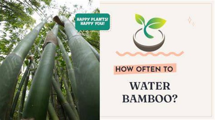 How Often Do You Water Bamboo