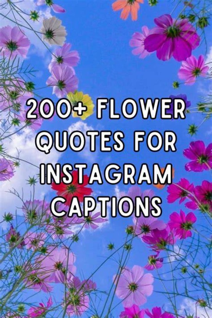 Instagram flower quotes Instagram flower quotes
