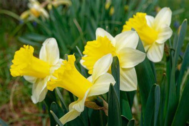 iPhone SE yellow daffodils with green leaves