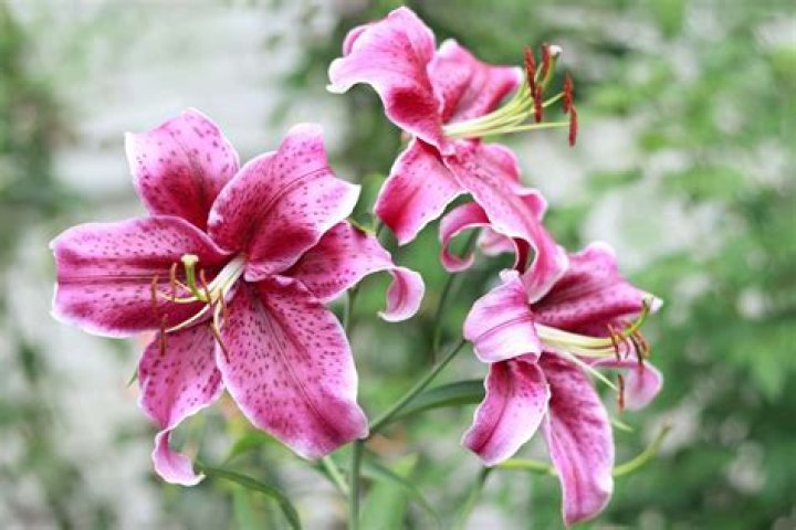 Lilly Bloom / Getty Images