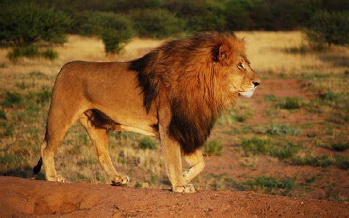 Lion's Eye Ring