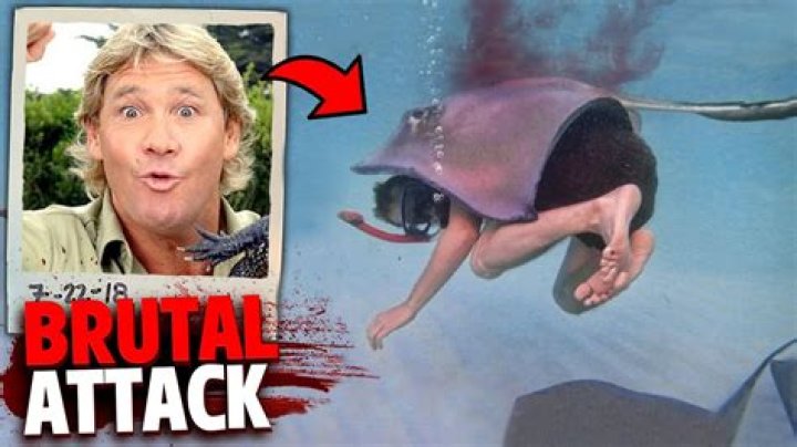Manta Ray that Killed Steve Irwin