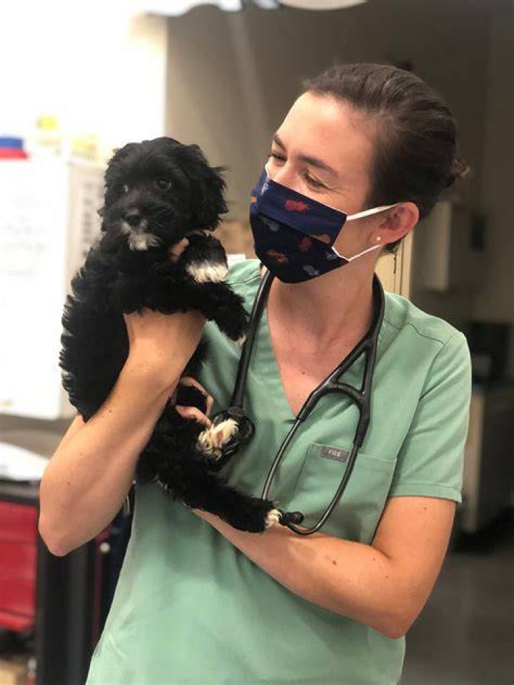 Mary 4 Paws Vet