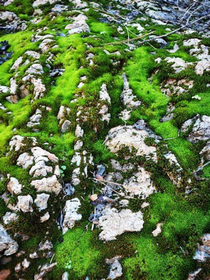 Mossy Rock V