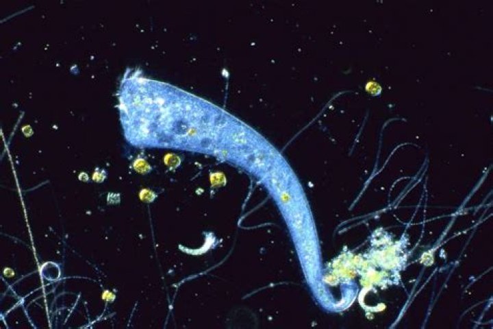 Organism No 1 Normal Forme.png
