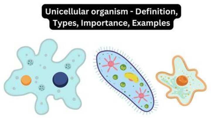 Organism No 2 Normal Forme Psycho Boost.png