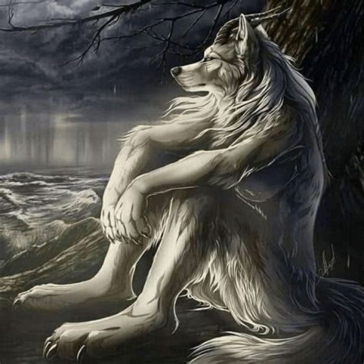 Other Wolf Sitting Meme Wolf Memes / Lobos Con Frases / Sitting Wolf