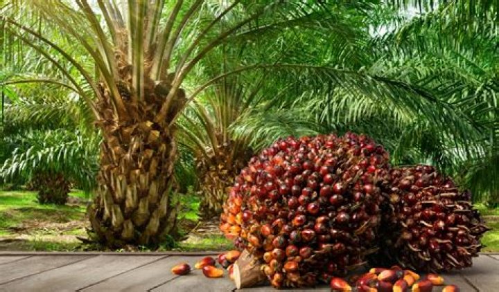Palm oil Palm oil