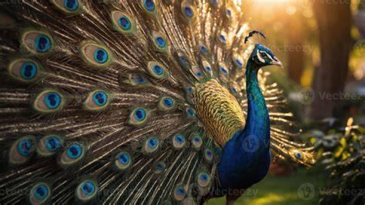 Peacock Peacock