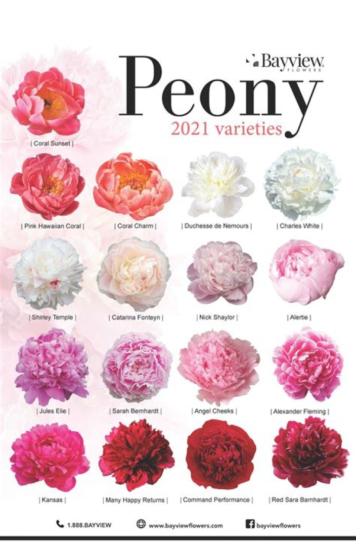 peony-flower