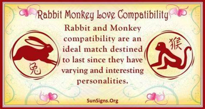 rabbit monkey compatibility