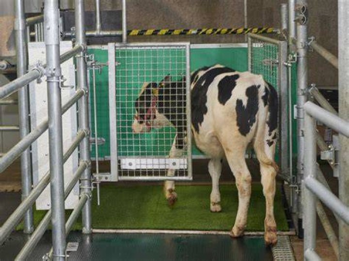 Scientists Trained Cows Where To Pee. It Could Help The Environment