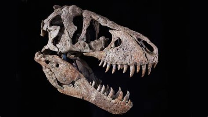 Skull Fossil