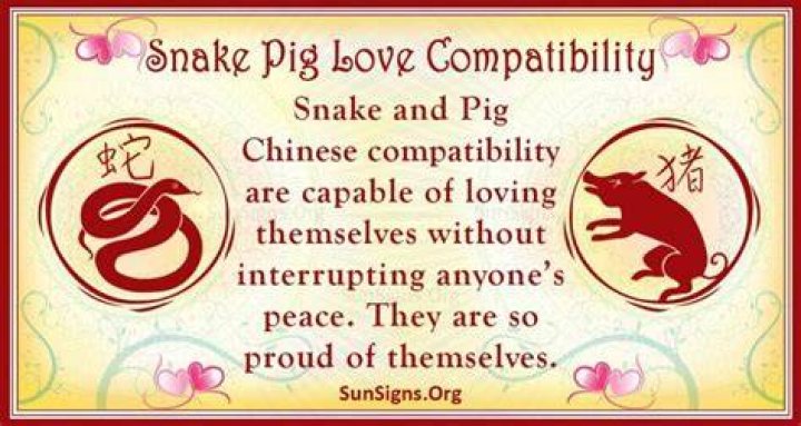 snake pig compatibility