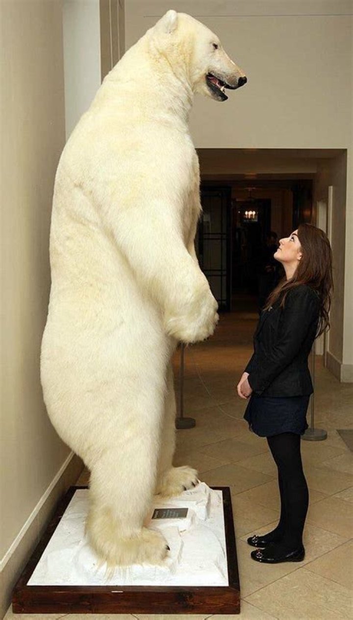 Tessa Bear height weight physical appearance Tessa Bear height weight physical appearance