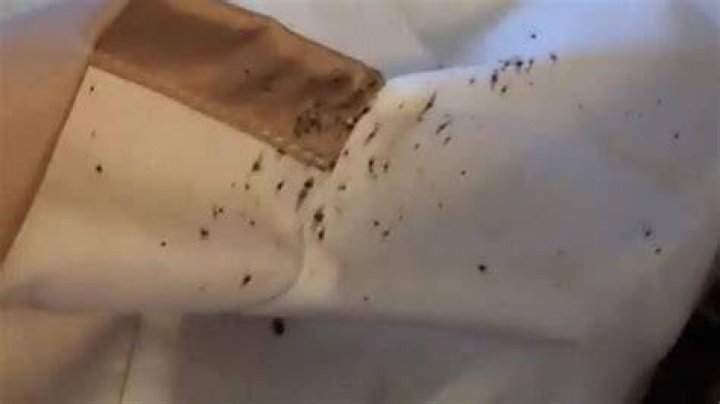 TMZ: Atlantis Resort sued by customer claiming bed bug attack