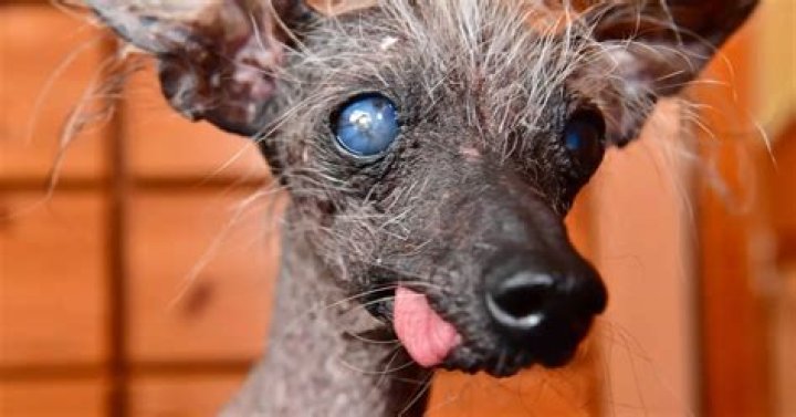 Toothless and almost bald dog named third ugliest pet in the world