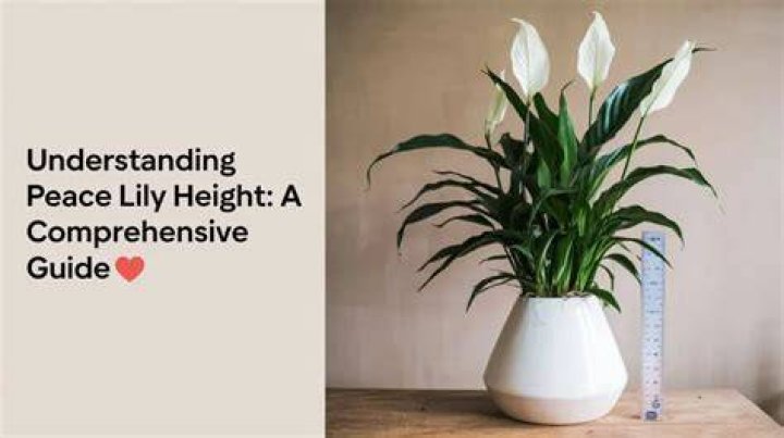 Understanding Terence Howard Height: A Comprehensive Look