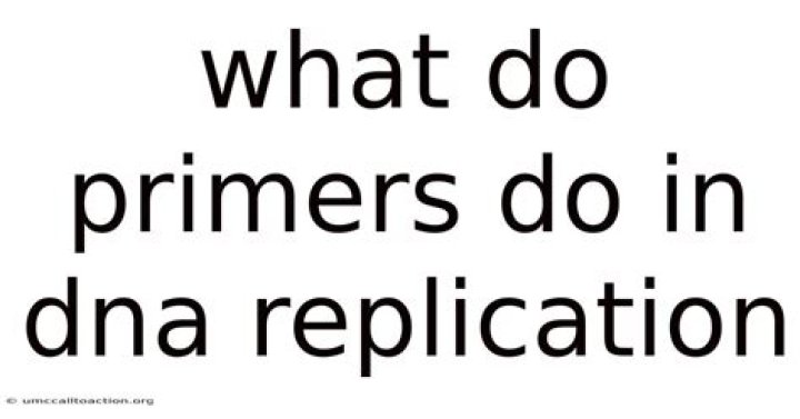 What Do Primers Do?