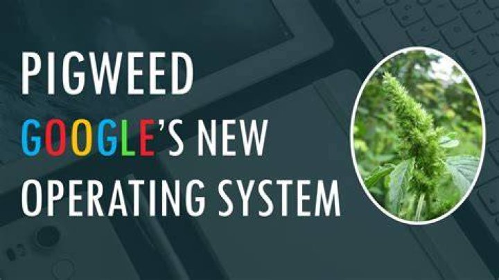 What is Google Pigweed What is Google Pigweed