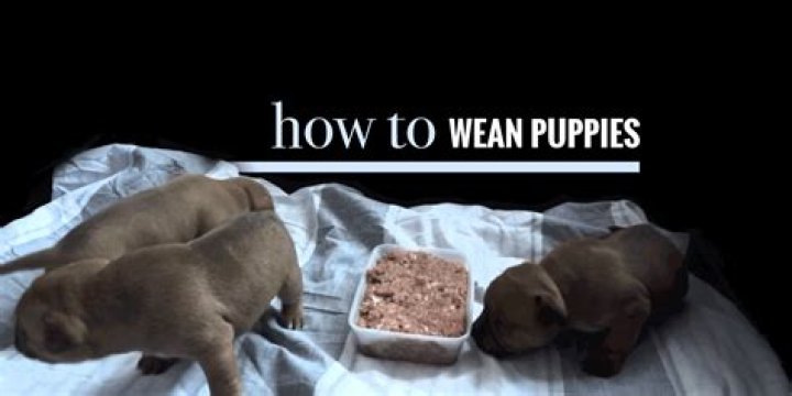 When Can You Wean Puppies