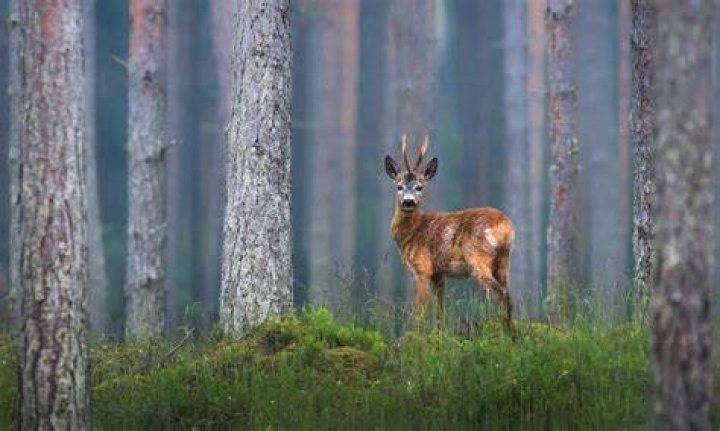 Where Do Deer Go When It Rains