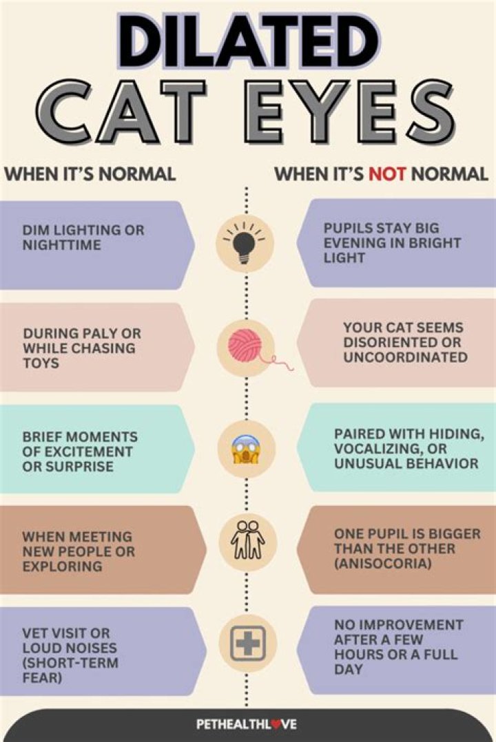 Why Do Cats Eyes Dilate When They Attack