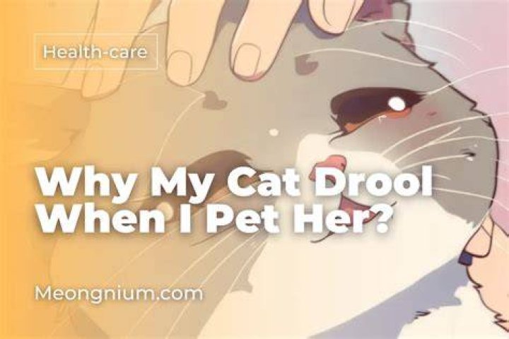 Why Does My Cat Drool When I Pet Her